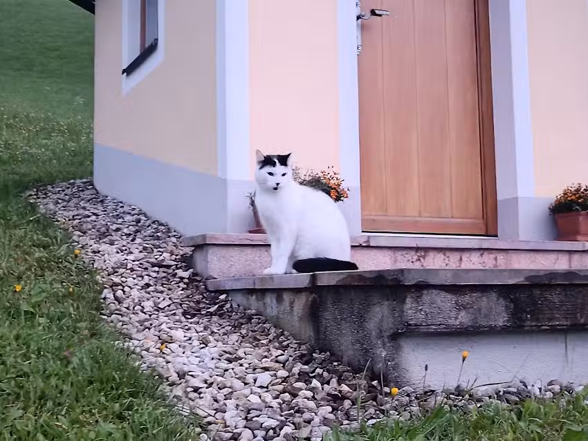 Amerosen