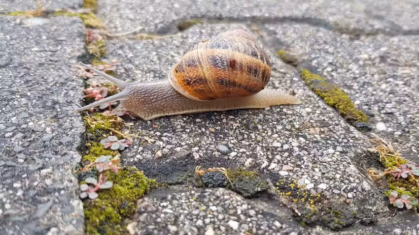 Appartement an der Eisbach