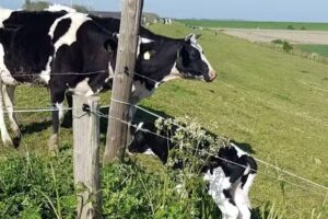 Bauernhof am Nordseedeich