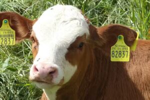 Bauernhof B&uuml;ttner