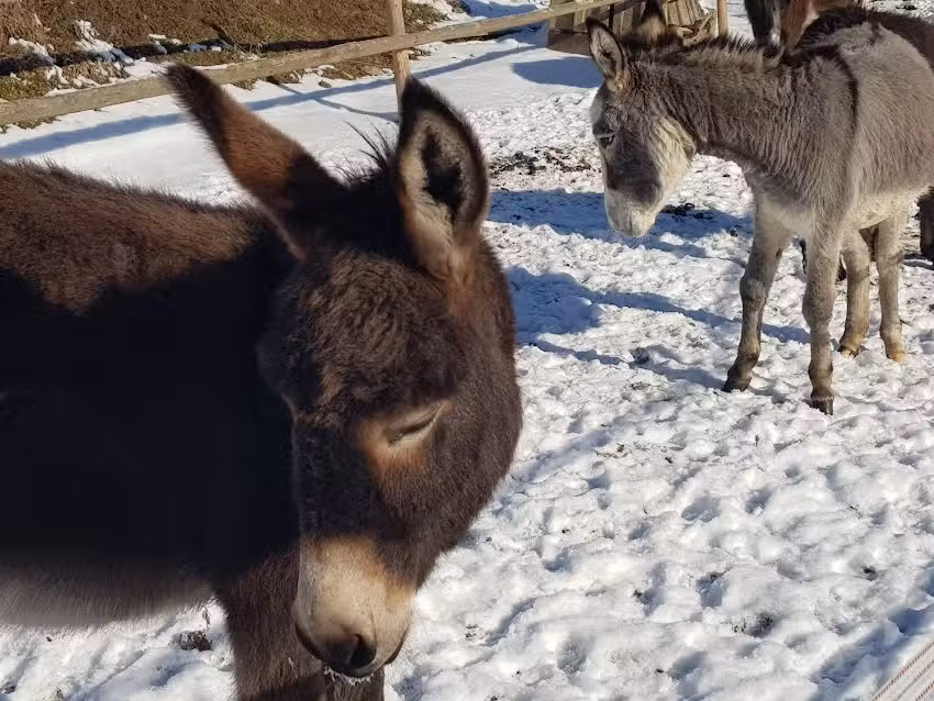Bauernhof Steinm&uuml;hle