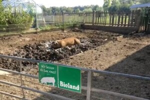 Bertelem&uuml;hle e.K.