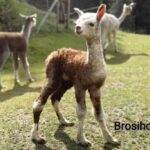 Brosihof