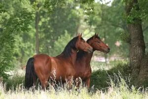 DRESSURPFERDE SUHR/FERIENHAUS SUHR Reitanlage-Wittmund