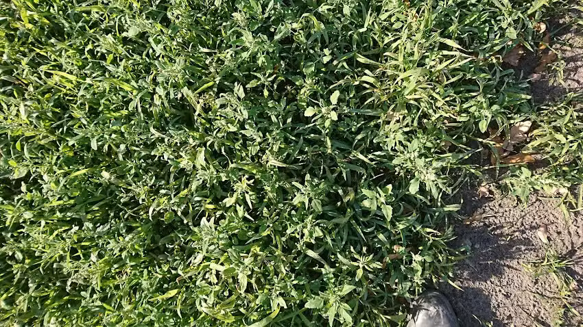 Elke und Otto Riekmann