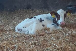 Erlebnisbauernhof Klein