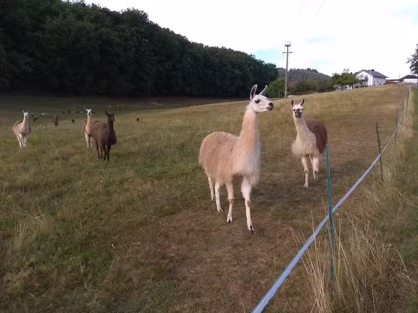 Fahrnbuck 13