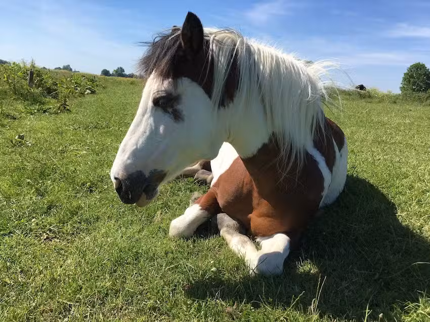 Ferien- u. Ponyhof Dirks
