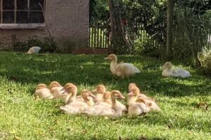 Feriencamp Partschefeld