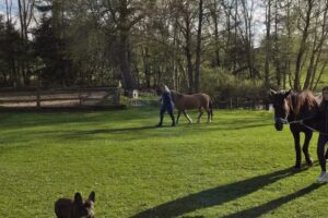 Ferienhof Keks und Kruemel