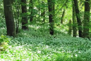 Ferienwohnung am Harly
