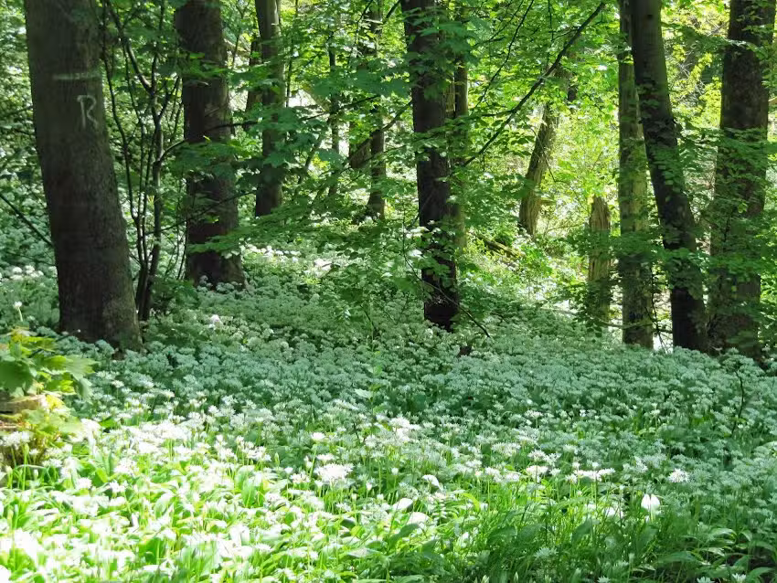 Ferienwohnung am Harly