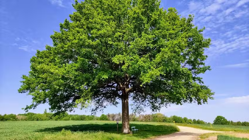 Ferienwohnung am Kugelbaum