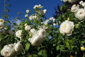 Ferienwohnung Annettes Rosengarten