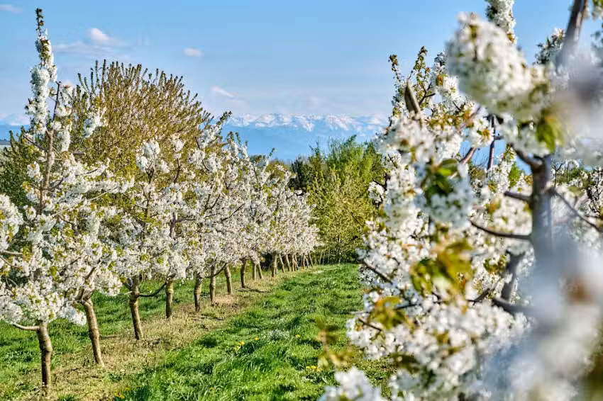 Ferienwohnung Apfelbl&uuml;te-Bodensee