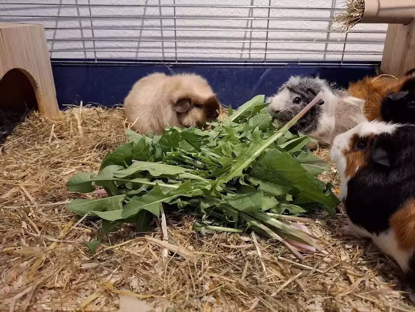 Ferienwohnung Bl&uuml;tenzauber