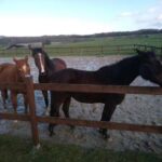 Ferienwohnung &ndash; Eifeltor