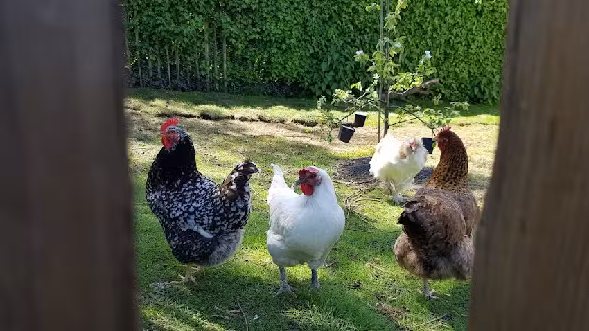 Ferienwohnung G&auml;nsestall