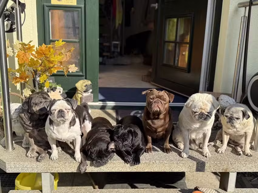 Ferienwohnung Happy-Pug