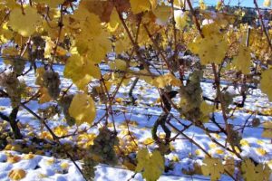 Ferienwohnung Helmut Kümmerle