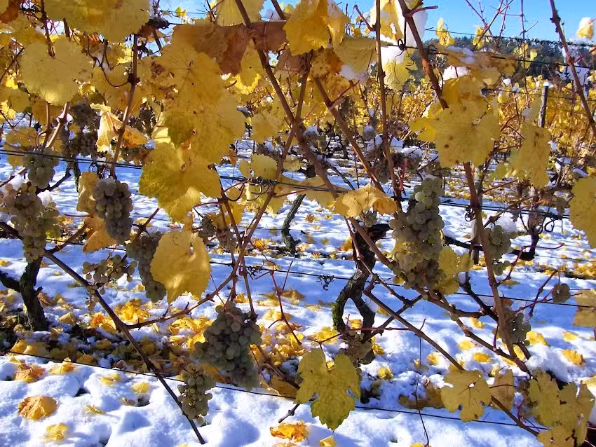 Ferienwohnung Helmut Kümmerle