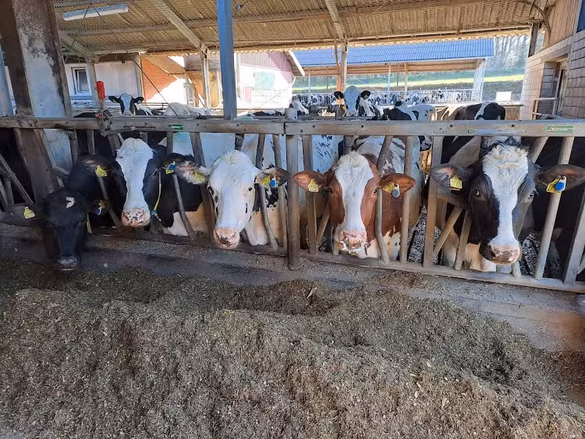 Ferienwohnung Kuhblick