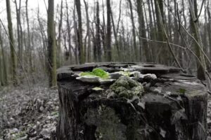 Ferienwohnung Lieberoser Heide