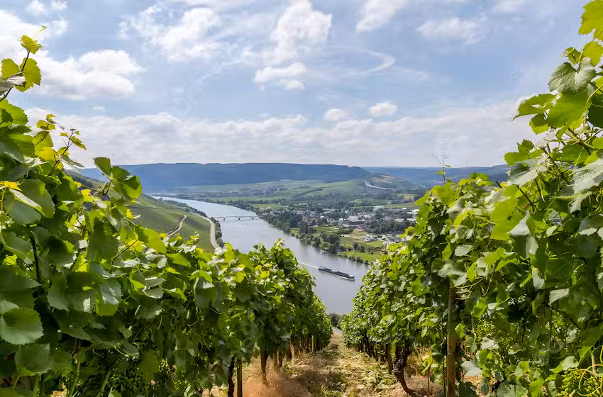 Ferienwohnung &bdquo;Moselnest&ldquo;