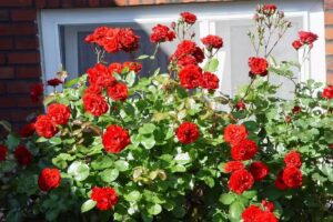 Ferienwohnung Prause