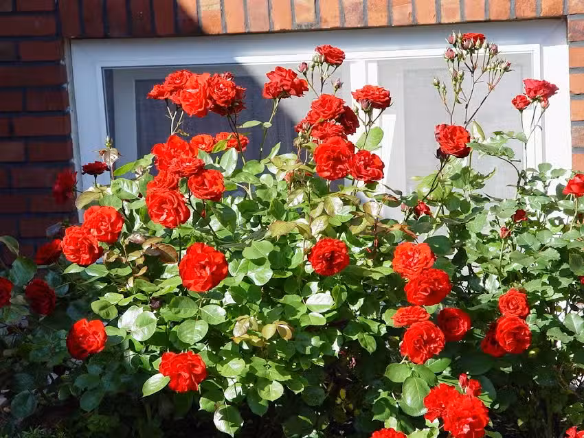 Ferienwohnung Prause