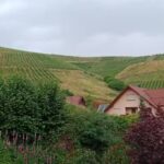 Ferienwohnung Rebblick