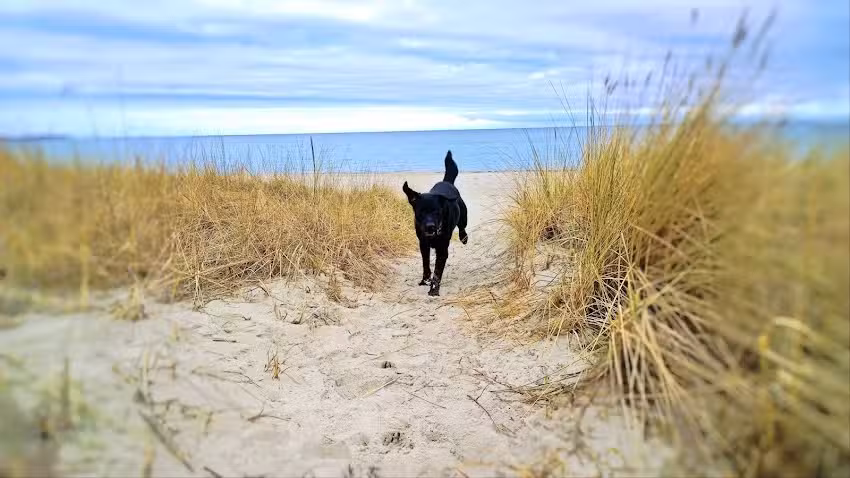 Ferienwohnung R&uuml;gen mit Hund