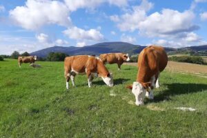 Ferienwohnung Torsten Stück