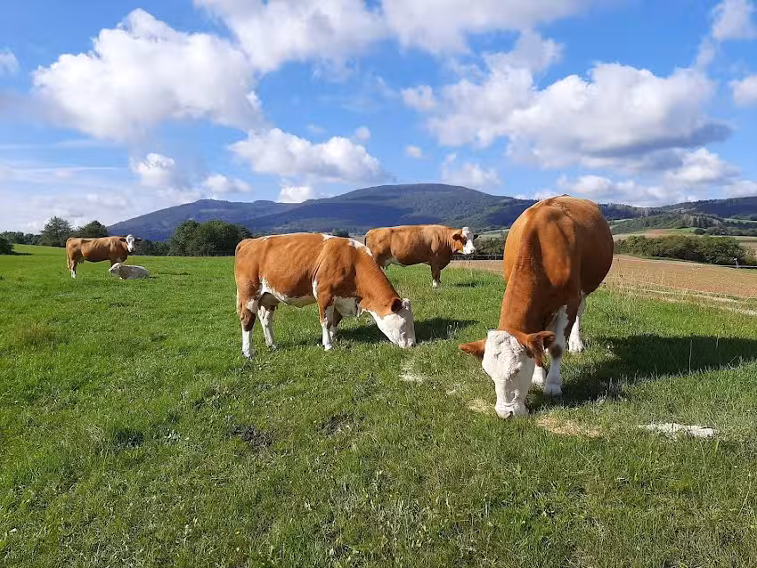 Ferienwohnung Torsten Stück