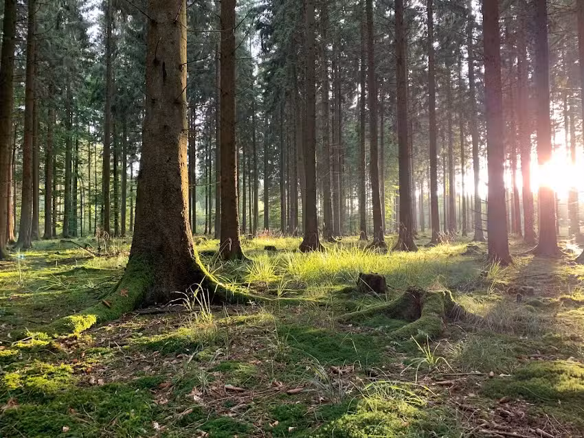 Ferienwohnung Waldmariechen ****