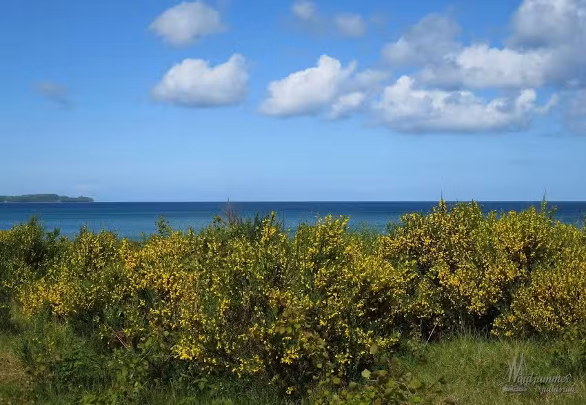 Ferienwohnung Windjammer