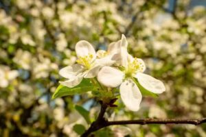 Ferienwohnung Wörle