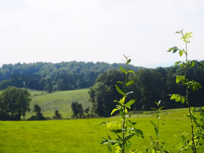 Ferienwohnungen Clausberg