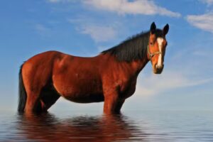 Ferienwohnungen Hamburg