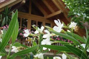 Ferienwohnungen &ndash; Haus-Bayer