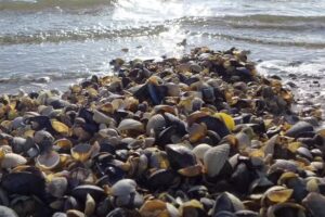 Ferienwohnungen Hus Pellworm &ndash; Familie Wolf