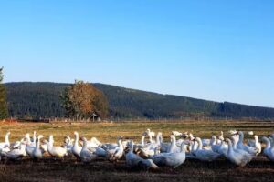 Ferienwohnungen Landurlaub G&ouml;bel