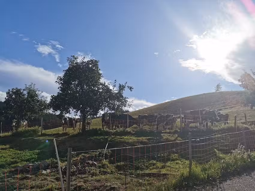 Ferienwohnungen Schneiderhof