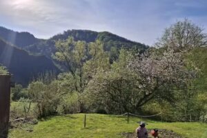 Ferienwohnungen WALDBLICK WALDBREITBACH