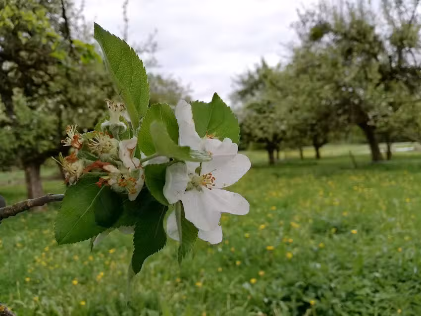 Ferienwohnungen Weishaupt