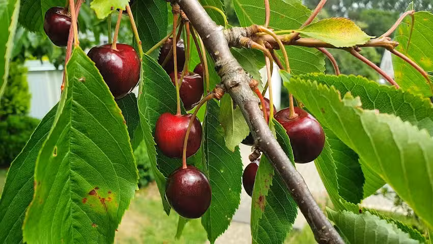 FeWo &ndash; Am Kirschbaum &ndash;