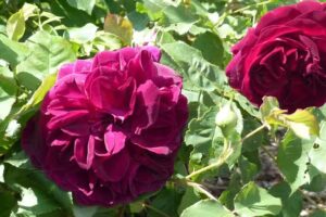 FeWo Eifelrose