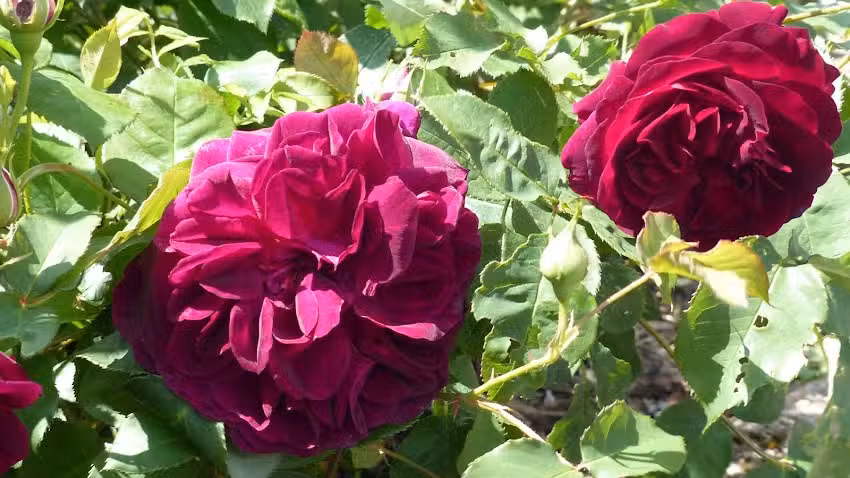 FeWo Eifelrose
