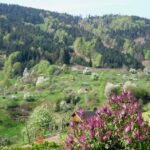 Fewo Waldblick