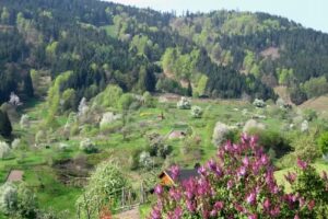 Fewo Waldblick